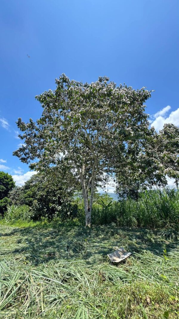 🌿✨ Terreno en Venta ✨🌿 1172m2 EN ARAPICOS ENTRE SUCÚA Y MACAS