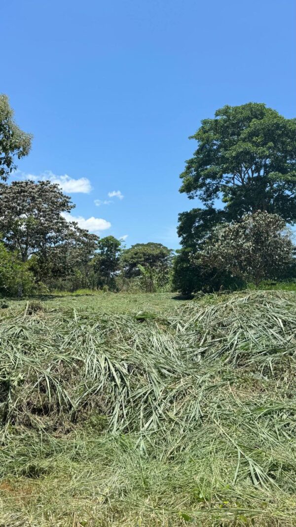 🌿✨ Terreno en Venta ✨🌿 1172m2 EN ARAPICOS ENTRE SUCÚA Y MACAS