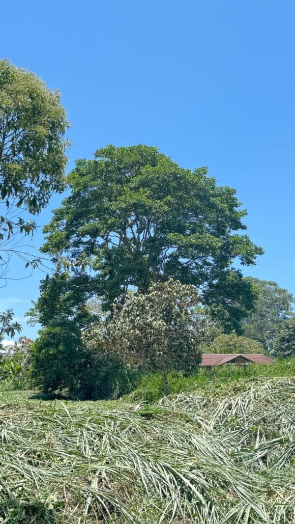 🌿✨ Terreno en Venta ✨🌿 1172m2 EN ARAPICOS ENTRE SUCÚA Y MACAS