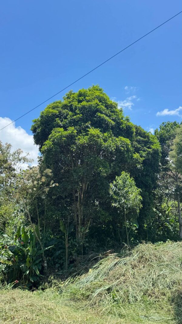 🌿✨ Terreno en Venta ✨🌿 1172m2 EN ARAPICOS ENTRE SUCÚA Y MACAS