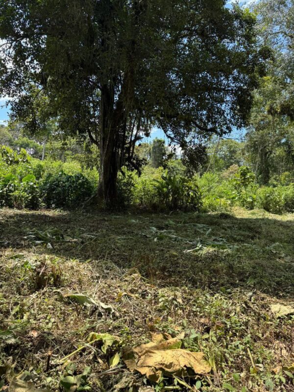 5089378423351741317_121 🌿 Terreno en venta a 5 minutos de la vía principal en la "Y" de Santa Ana vía Macas-Puyo 🏞️📍