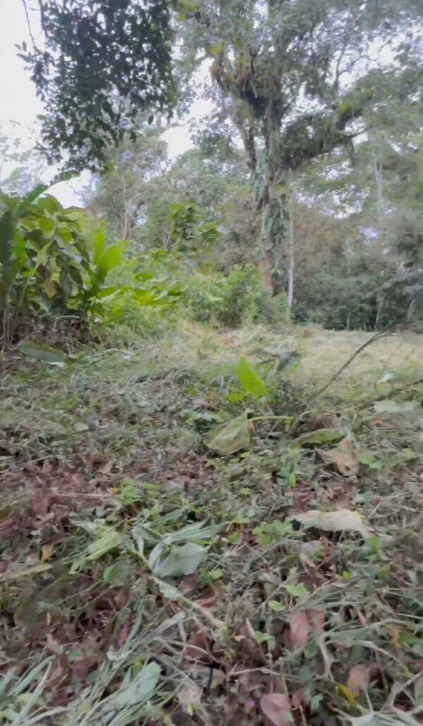 5089378423351741321_121 🌿 Terreno en venta a 5 minutos de la vía principal en la "Y" de Santa Ana vía Macas-Puyo 🏞️📍