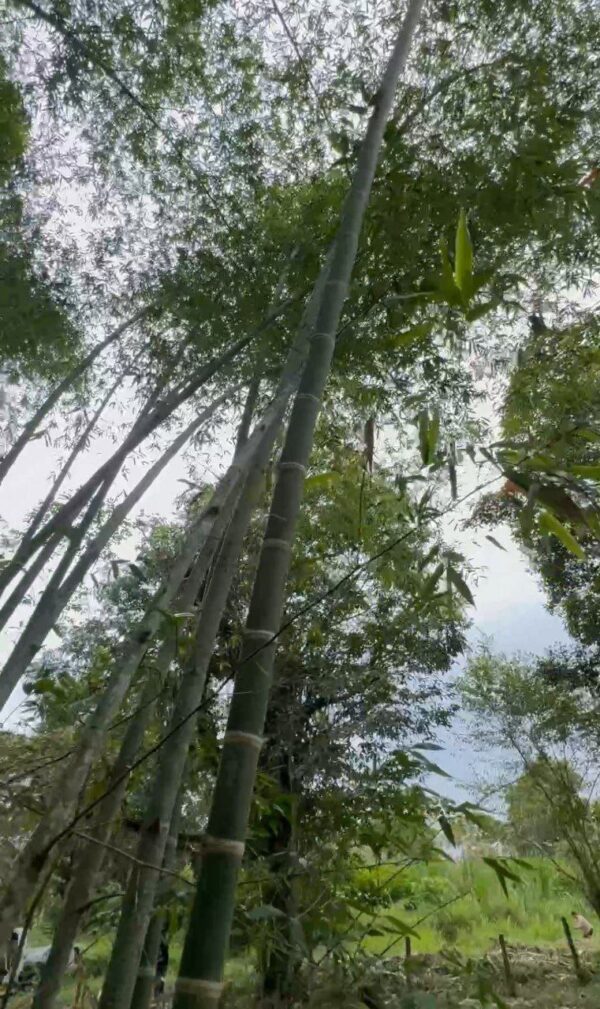 5089378423351741322_121 🌿 Terreno en venta a 5 minutos de la vía principal en la "Y" de Santa Ana vía Macas-Puyo 🏞️📍