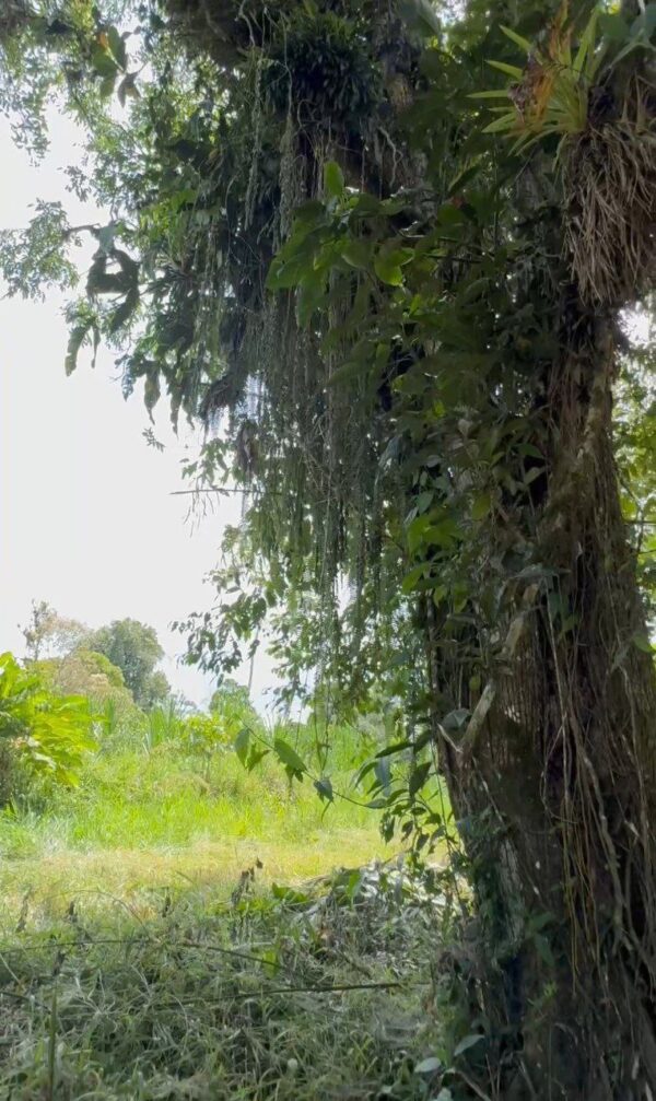 5089378423351741323_121 🌿 Terreno en venta a 5 minutos de la vía principal en la "Y" de Santa Ana vía Macas-Puyo 🏞️📍