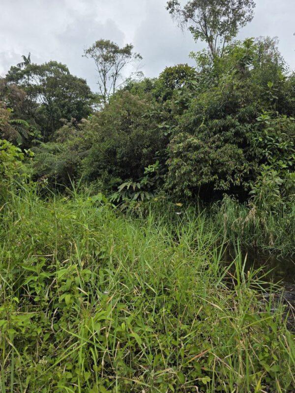 🌿✨ GRAN OPORTUNIDAD – FINCA EN VENTA ✨🌿 44 Hectáreas