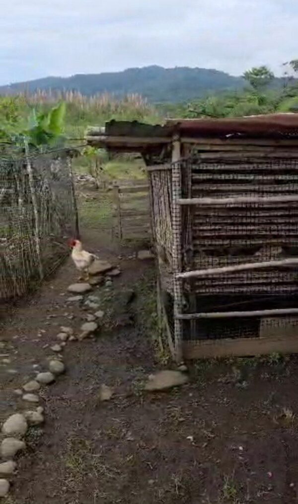 5109490234780486529_121 🏡 Terreno con casa en venta – Macas, Sector Proaño 🌿