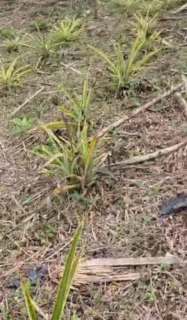 5109490234780486531_121 🏡 Terreno con casa en venta – Macas, Sector Proaño 🌿