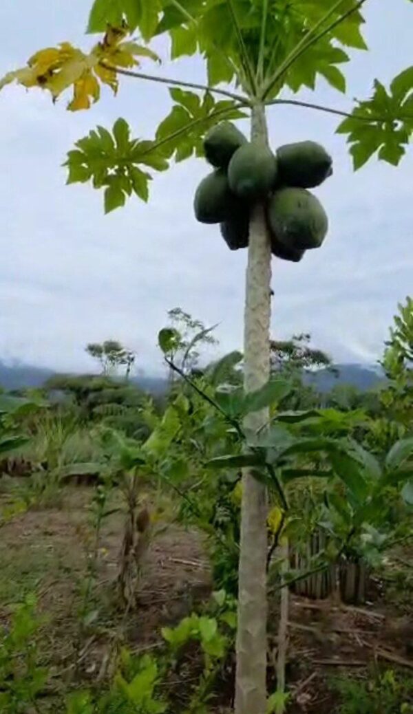 5109490234780486532_121 🏡 Terreno con casa en venta – Macas, Sector Proaño 🌿