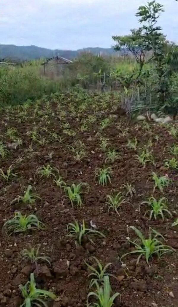 5109490234780486535_121 🏡 Terreno con casa en venta – Macas, Sector Proaño 🌿