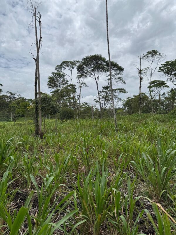 🌿 Finca en venta en Palora 🌿  24 Has