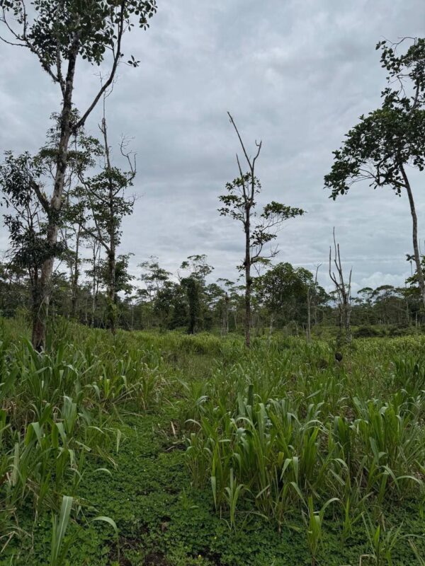 🌿 Finca en venta en Palora 🌿  24 Has