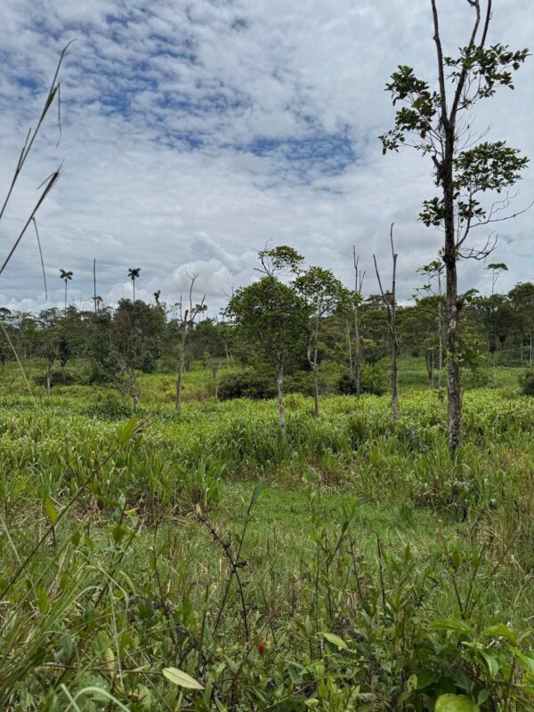 🌿 Finca en venta en Palora 🌿  24 Has