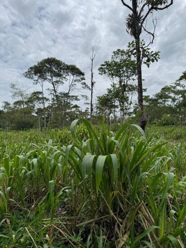 🌿 Finca en venta en Palora 🌿  24 Has