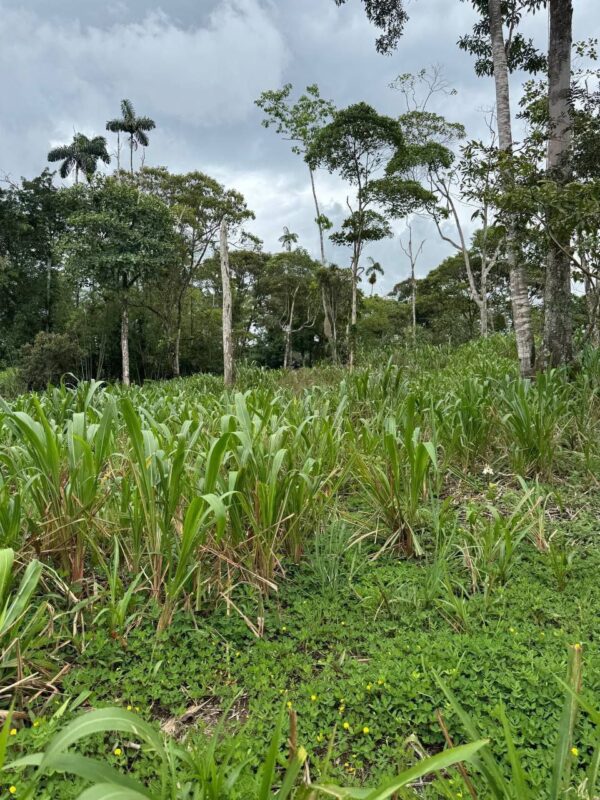 🌿 Finca en venta en Palora 🌿  24 Has