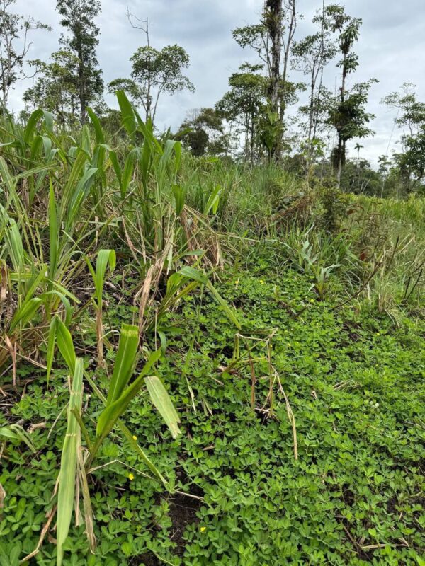 🌿 Finca en venta en Palora 🌿  24 Has