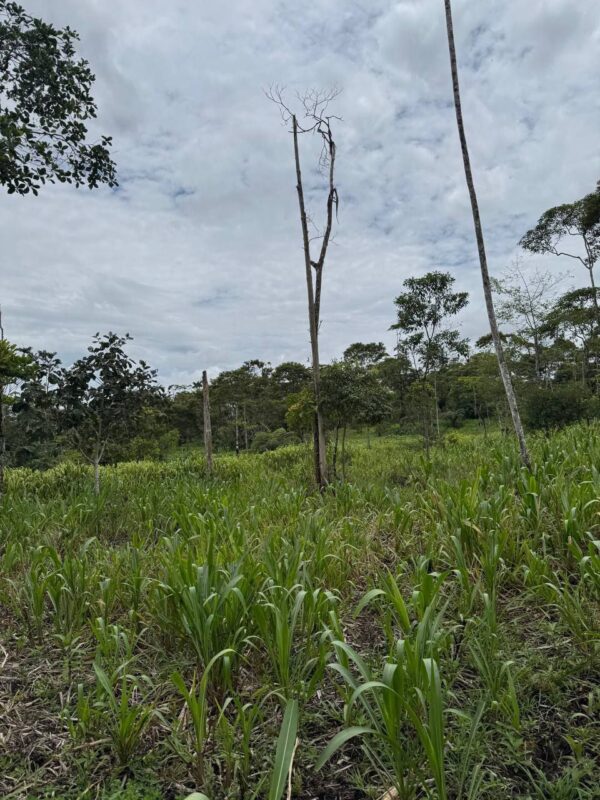 🌿 Finca en venta en Palora 🌿  24 Has