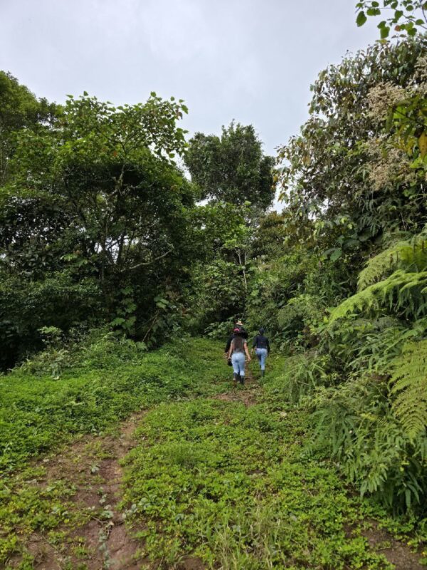 5152230648343890781_121 🌿 FINCA EN VENTA – Sucúa - MORONA SANTIAGO 🐄 76 HECTAREAS