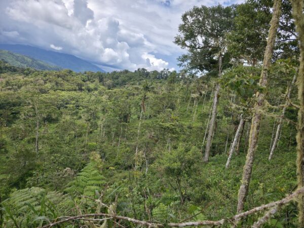 5152230648343890782_121 🌿 FINCA EN VENTA – Sucúa - MORONA SANTIAGO 🐄 76 HECTAREAS