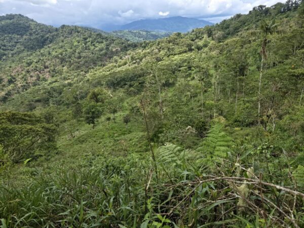 5152230648343890783_121 🌿 FINCA EN VENTA – Sucúa - MORONA SANTIAGO 🐄 76 HECTAREAS