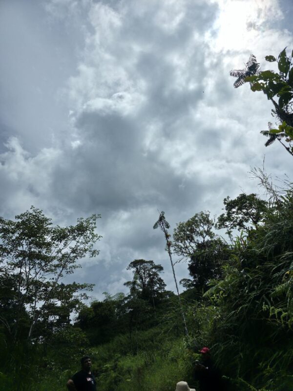 5152230648343890784_121 🌿 FINCA EN VENTA – Sucúa - MORONA SANTIAGO 🐄 76 HECTAREAS