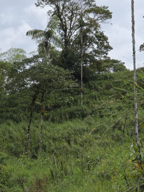 5152230648343890785_121 🌿 FINCA EN VENTA – Sucúa - MORONA SANTIAGO 🐄 76 HECTAREAS