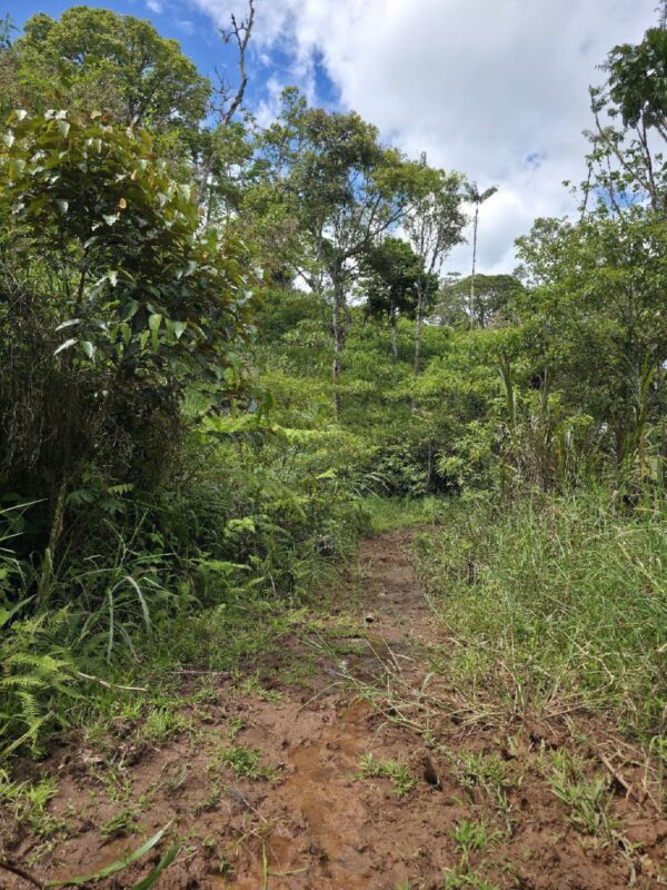 5152230648343890786_121 🌿 FINCA EN VENTA – Sucúa - MORONA SANTIAGO 🐄 76 HECTAREAS