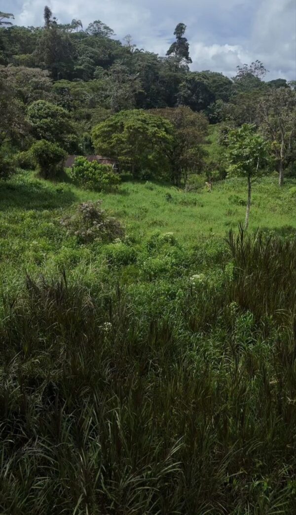 5152230648343890787_121 🌿 FINCA EN VENTA – Sucúa - MORONA SANTIAGO 🐄 76 HECTAREAS