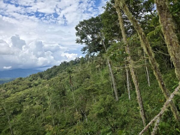 5152230648343890788_121 🌿 FINCA EN VENTA – Sucúa - MORONA SANTIAGO 🐄 76 HECTAREAS