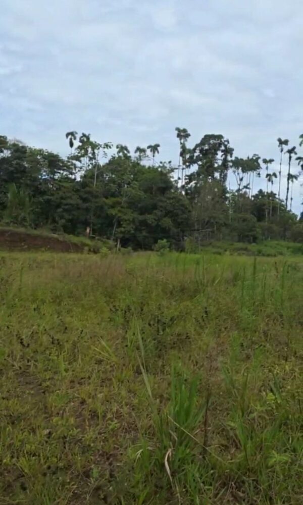 5166186955593681709_121 2 Lotes1300 m2 en Huamboya