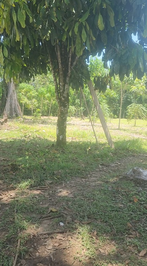 Captura de pantalla 2025-11-06 143057 🌿 FINCA EN VENTA – Tiwintza, SECTOR San José de Morona 🌿