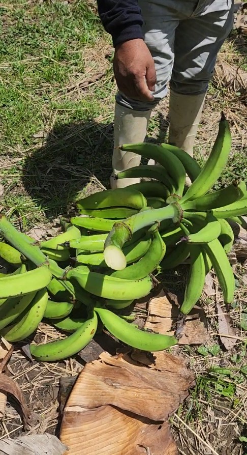 Captura de pantalla 2025-11-06 143755 🌿 FINCA EN VENTA – Tiwintza, SECTOR San José de Morona 🌿