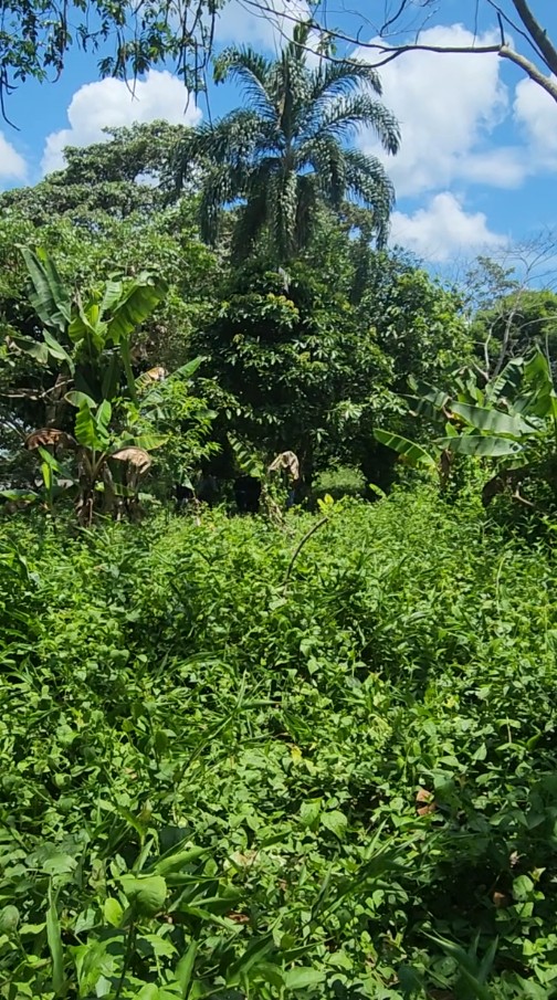 Captura de pantalla 2025-11-06 144252 🌿 FINCA EN VENTA – Tiwintza, SECTOR San José de Morona 🌿