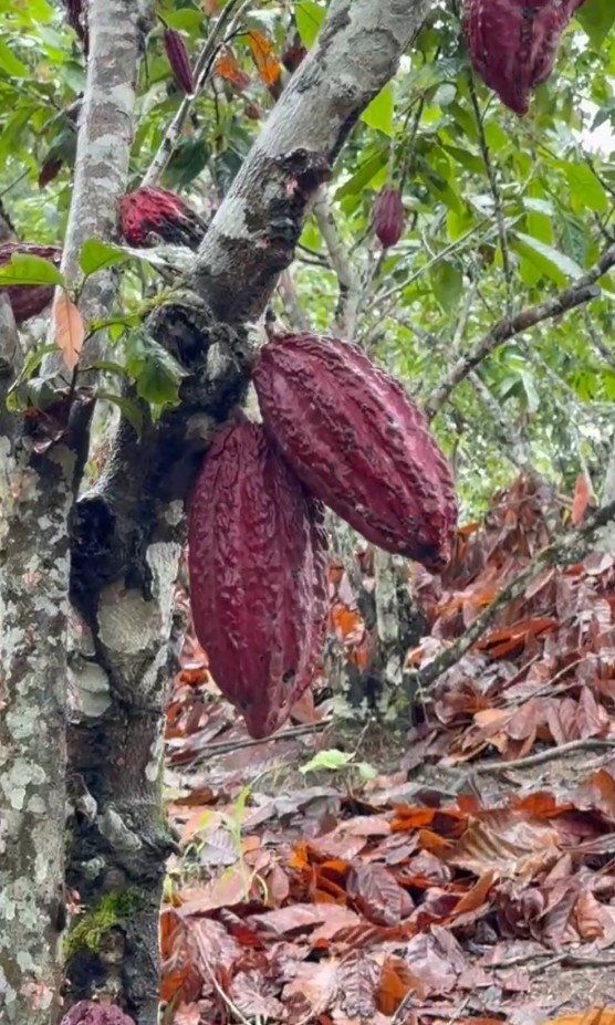 Finca Cacaotera Provincia del Napo Cantón Tena