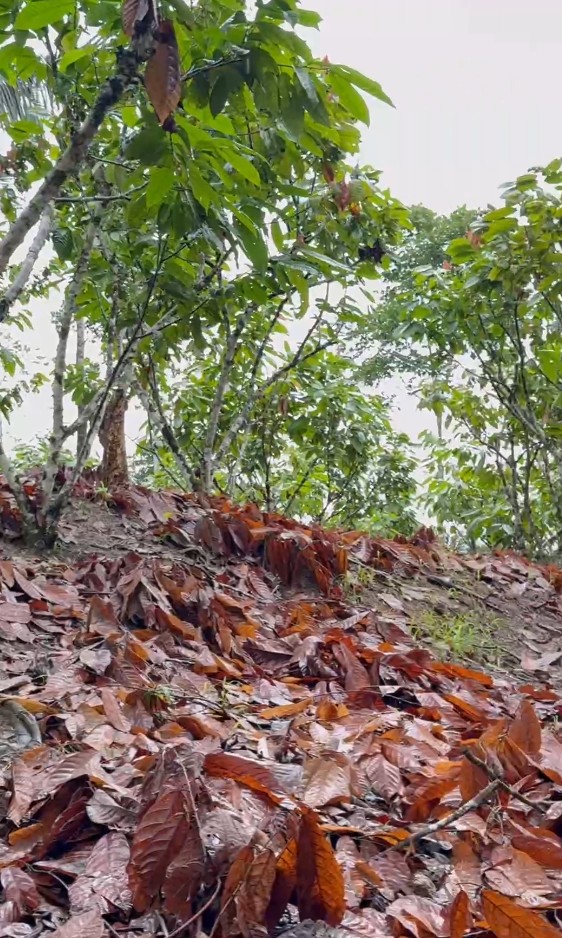 Finca Cacaotera Provincia del Napo Cantón Tena