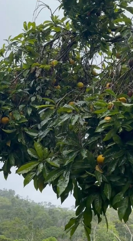 Finca Cacaotera Provincia del Napo Cantón Tena