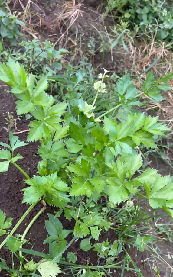 Casa En venta Macas Barrio "La 27 de Febrero"