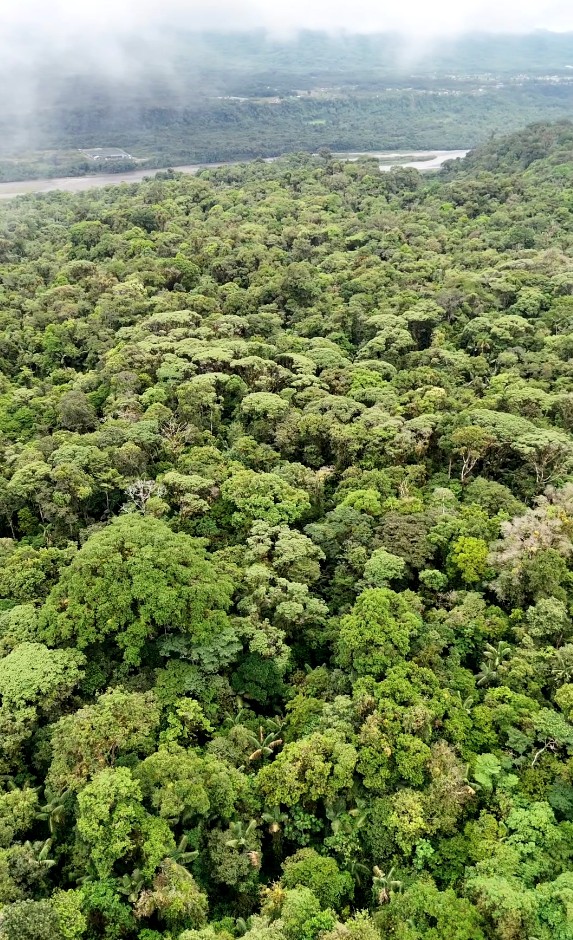 Finca de 100 hectáreas sector Cumandá provincia del Pastaza