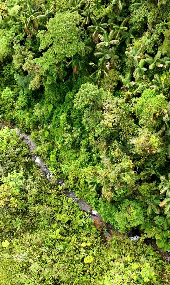 Finca de 100 hectáreas sector Cumandá provincia del Pastaza