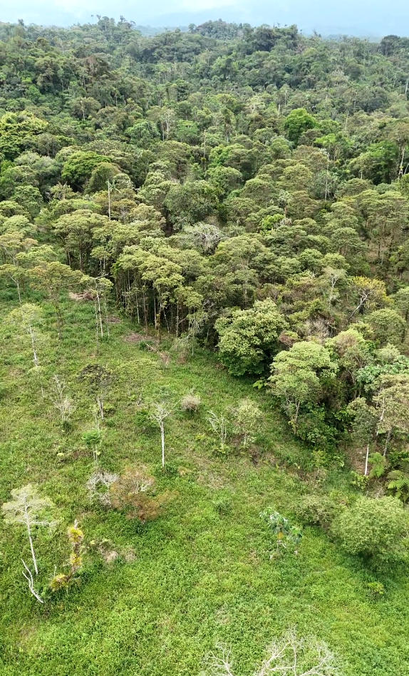 Captura de pantalla 2025-11-14 163535 Finca en Palora 44 HAS