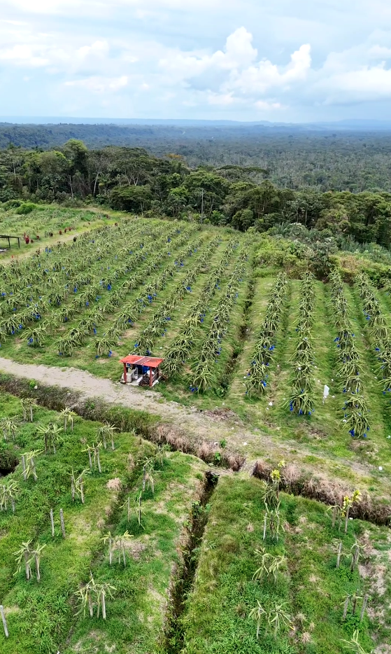 Captura de pantalla 2025-11-14 163642 Finca en Palora 44 HAS