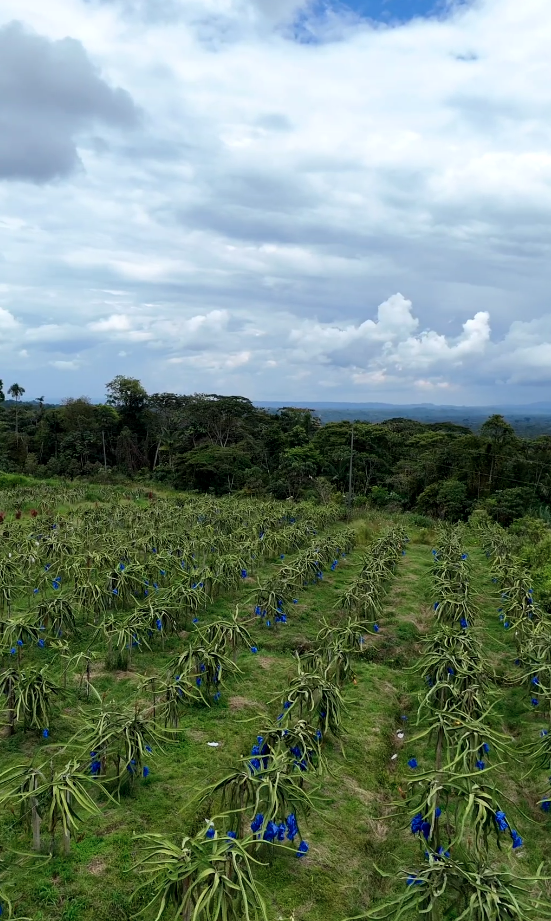 Captura de pantalla 2025-11-14 163648 Finca en Palora 44 HAS