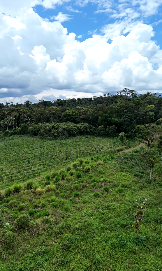 Captura de pantalla 2025-11-14 163703 Finca en Palora 44 HAS