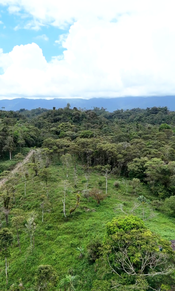 Captura de pantalla 2025-11-14 163712 Finca en Palora 44 HAS