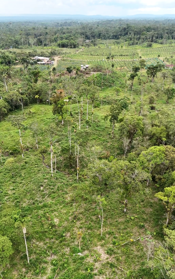 Captura de pantalla 2025-11-14 163800 Finca en Palora 44 HAS