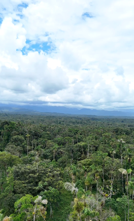 Captura de pantalla 2025-11-14 163807 Finca en Palora 44 HAS