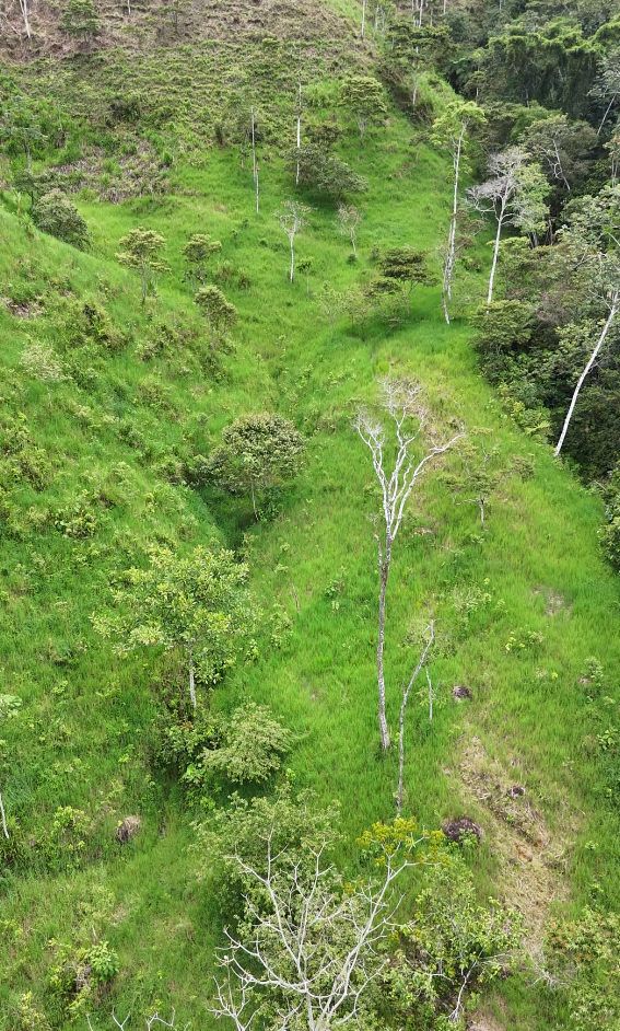 🌿 Finca de 64 hectáreas en Limión, sector San Salvador🌿