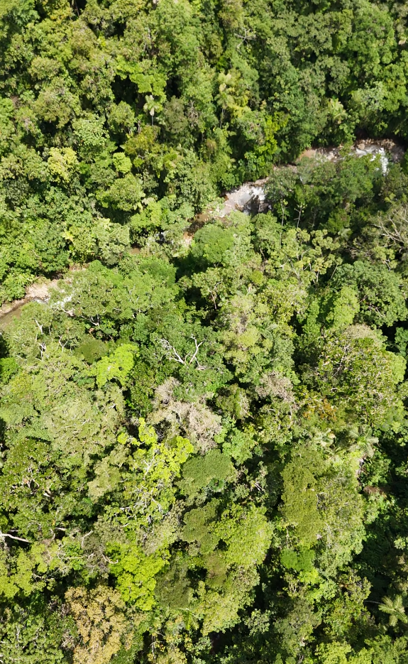 🌿 Finca de 64 hectáreas en Limión, sector San Salvador🌿