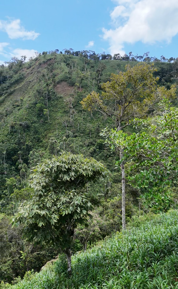 🌿 Finca de 64 hectáreas en Limión, sector San Salvador🌿