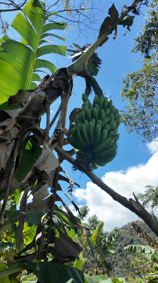 🌿 Finca de 64 hectáreas en Limión, sector San Salvador🌿