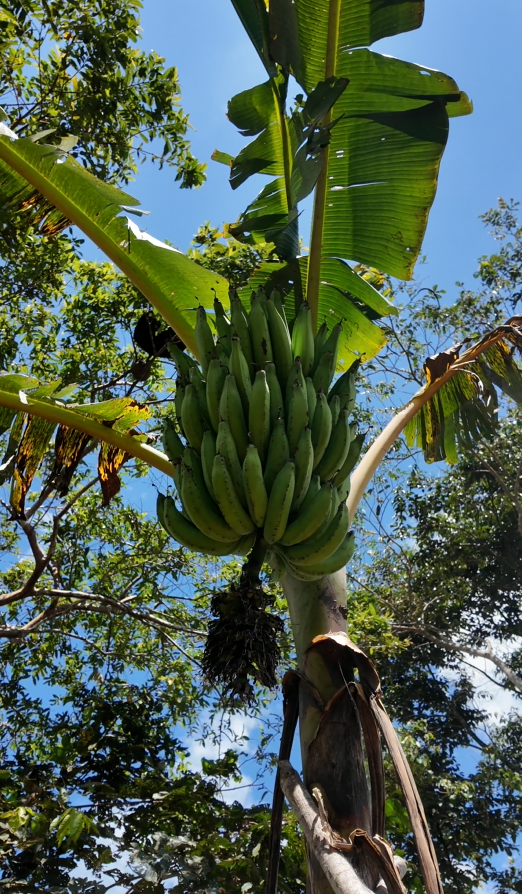🌿 Finca de 64 hectáreas en Limión, sector San Salvador🌿